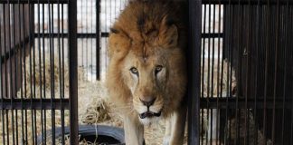 Lion Cubs Poisoned at Queen Elizabeth National Park Lion Cubs Poisoned at Queen Elizabeth National Park