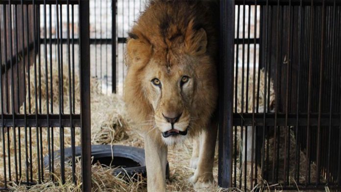 Lion Cubs Poisoned at Queen Elizabeth National Park