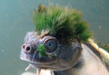 Mary River turtle in Australia faces extinction, Says New Study Mary River turtle in Australia faces extinction, Says New Study