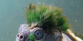 Mary River turtle in Australia faces extinction, Says New Study Mary River turtle in Australia faces extinction, Says New Study