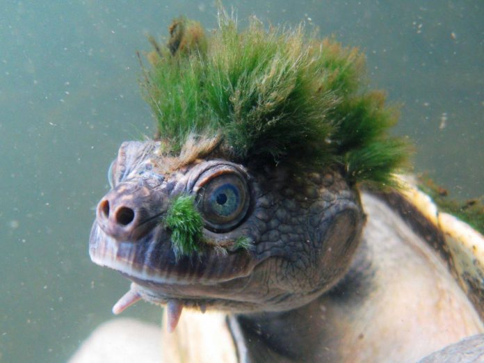 Mary River turtle in Australia faces extinction, Says New Study