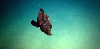 Mysterious Squid Seen Alive for First Time (Video) Mysterious Squid Seen Alive for First Time (Video)