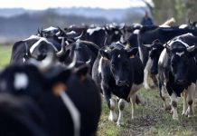 New research: Cow may be the biggest mammal in 200 years New research: Cow may be the biggest mammal in 200 years