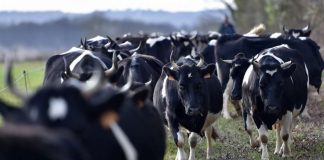 New research: Cow may be the biggest mammal in 200 years New research: Cow may be the biggest mammal in 200 years