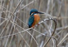 Researchers Discover Birds Can See Magnetic Fields Researchers Discover Birds Can See Magnetic Fields