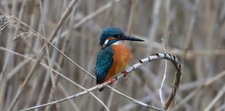 Researchers Discover Birds Can See Magnetic Fields Researchers Discover Birds Can See Magnetic Fields