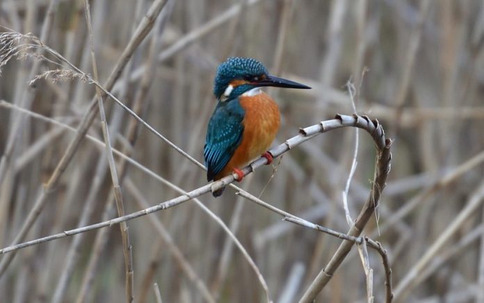 Researchers Discover Birds Can See Magnetic Fields