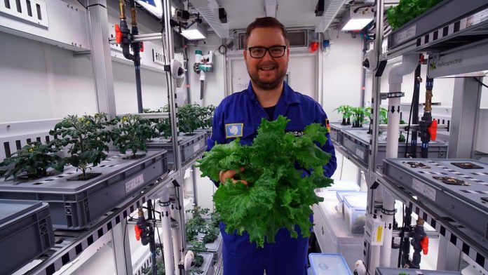 Researchers harvest Antarctic greenhouse vegetables