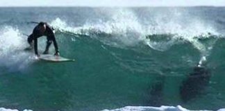 Shark attack halts Australia surf competition (Video) Shark attack halts Australia surf competition (Video)