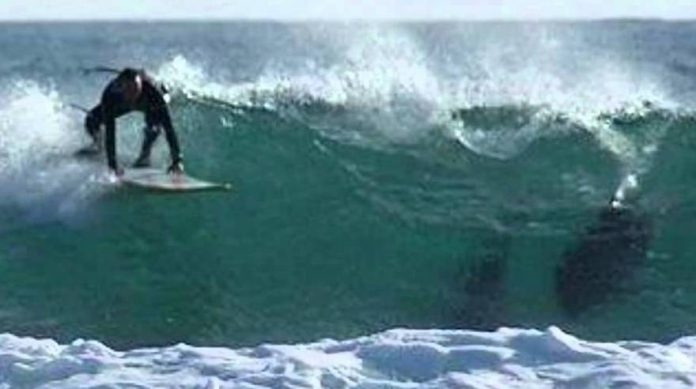 Shark attack halts Australia surf competition (Video)