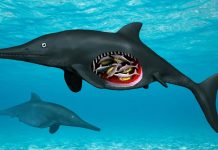 Study: 180 Million-year-old Pregnant Ichthyosaur Study: 180 Million-year-old Pregnant Ichthyosaur
