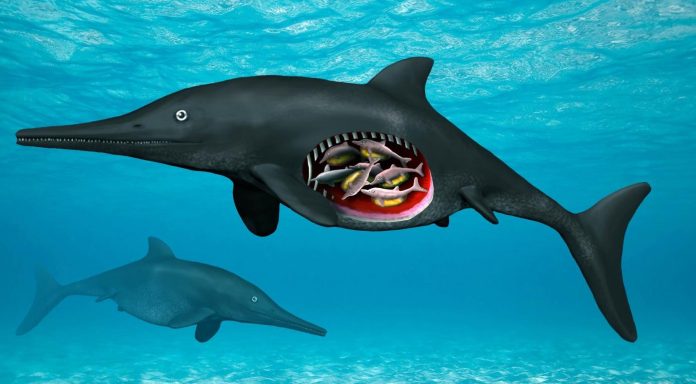 Study: 180 Million-year-old Pregnant Ichthyosaur