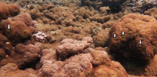 Study: Control Methods Can Help Protect Coral Reefs from Invasive Species Study: Control Methods Can Help Protect Coral Reefs from Invasive Species