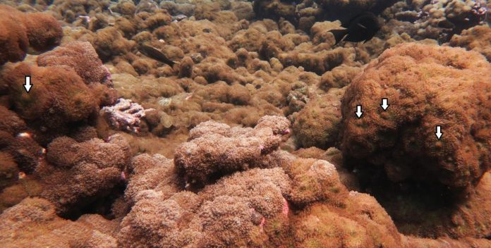 Study: Control Methods Can Help Protect Coral Reefs from Invasive Species