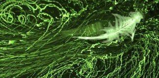 Study: Tiny Shrimp Mix Up the Ocean Study: Tiny Shrimp Mix Up the Ocean