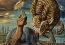 3,000 Pound Dinosaurs May Have Incubated Eggs Like Modern Birds, says new research 3,000 Pound Dinosaurs May Have Incubated Eggs Like Modern Birds, says new research