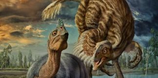 3,000 Pound Dinosaurs May Have Incubated Eggs Like Modern Birds, says new research 3,000 Pound Dinosaurs May Have Incubated Eggs Like Modern Birds, says new research