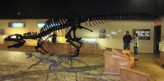 BC dinosaur museum faces extinction BC dinosaur museum faces extinction