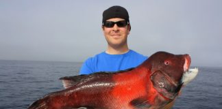 Big Female Fish Play a Big Role in Replenishing Populations Big Female Fish Play a Big Role in Replenishing Populations