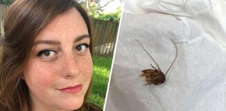 Florida Woman wakes up to find cockroach in her ear Florida Woman wakes up to find cockroach in her ear