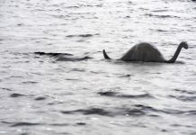 Kiwi researchers to lead DNA hunt for Loch Ness monster Kiwi researchers to lead DNA hunt for Loch Ness monster