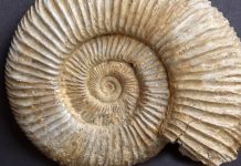 ‘Lucky find’: Girl Discovers Rare Fossilized Creature 'Lucky find': Girl Discovers Rare Fossilized Creature