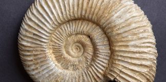 ‘Lucky find’: Girl Discovers Rare Fossilized Creature 'Lucky find': Girl Discovers Rare Fossilized Creature