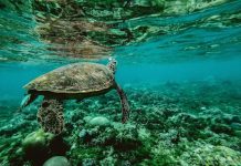 Report: Australians spend 379 million dollars to save the Reef