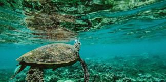 Report: Australians spend 379 million dollars to save the Reef