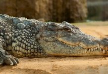 Researchers Play Classical Music to a Crocodile to Understand Its Brain Researchers Play Classical Music to a Crocodile to Understand Its Brain