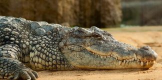 Researchers Play Classical Music to a Crocodile to Understand Its Brain Researchers Play Classical Music to a Crocodile to Understand Its Brain