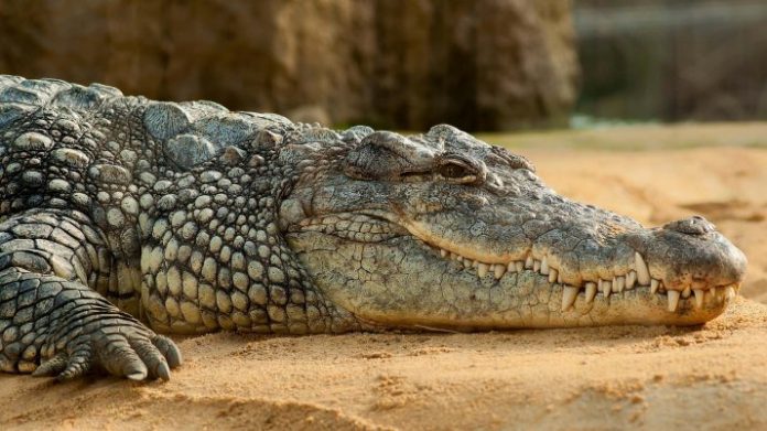 Researchers Play Classical Music to a Crocodile to Understand Its Brain