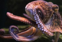 Are octopuses actually aliens? Some researchers think so Researchers Publish Paper Suggesting Octopuses Are Aliens