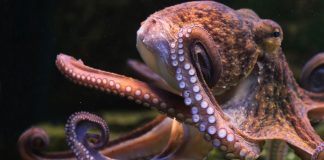 Are octopuses actually aliens? Some researchers think so Researchers Publish Paper Suggesting Octopuses Are Aliens