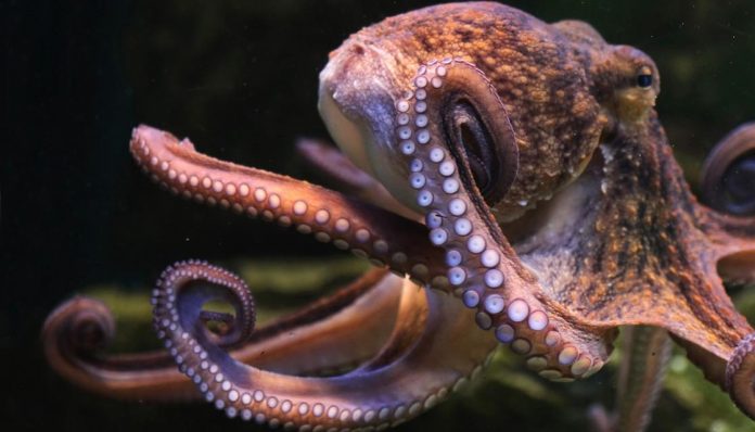 Researchers Publish Paper Suggesting Octopuses Are Aliens