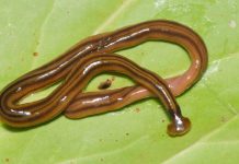 Researchers warn of invading monster worms Researchers warn of invading monster worms