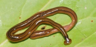 Researchers warn of invading monster worms Researchers warn of invading monster worms