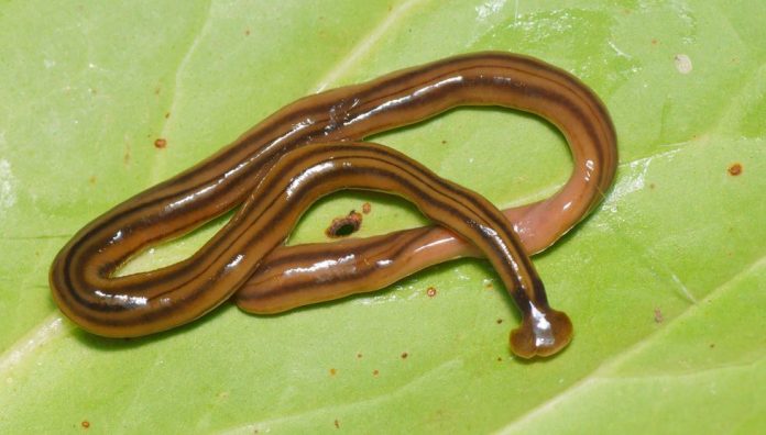Researchers warn of invading monster worms