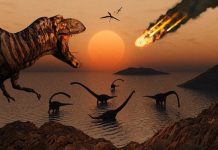 Study: Birds had to relearn flight after meteor wiped out dinosaurs Study: Birds had to relearn flight after meteor wiped out dinosaurs