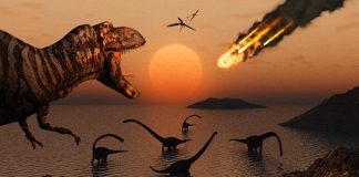 Study: Birds had to relearn flight after meteor wiped out dinosaurs Study: Birds had to relearn flight after meteor wiped out dinosaurs