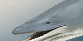 Study: Earliest ‘Baleen Whales’ Had Large Teeth and Gums Study: Earliest 'Baleen Whales' Had Large Teeth and Gums