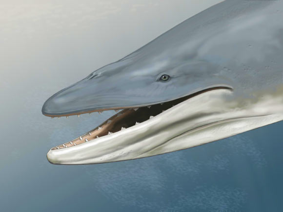 Study: Earliest 'Baleen Whales' Had Large Teeth and Gums