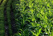 Research: Genetics help make a weed a weed Study: Genetics help make a weed a weed