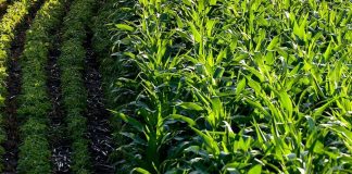 Research: Genetics help make a weed a weed Study: Genetics help make a weed a weed