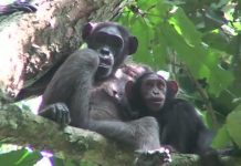 Healthy Gorilla Poop Research Raises Stink About Unhealthy Human Bowels Study: Gorilla poop survey offers insights into evolution of humans' microbiome