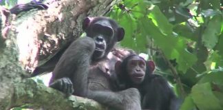 Healthy Gorilla Poop Research Raises Stink About Unhealthy Human Bowels Study: Gorilla poop survey offers insights into evolution of humans' microbiome