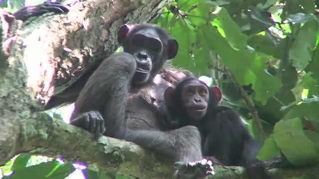 Study: Gorilla poop survey offers insights into evolution of humans' microbiome