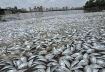 Study: There’s a ‘dead zone’ in Gulf of Oman and it’s growing Study: Gulf of Oman now world's largest oxygen-depleted 'dead zone'