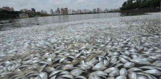 Study: There’s a ‘dead zone’ in Gulf of Oman and it’s growing Study: Gulf of Oman now world's largest oxygen-depleted 'dead zone'