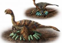 Study: How huge dinosaurs nested without crushing their eggs Study: How huge dinosaurs nested without crushing their eggs